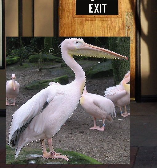 Creation of The Zoo!: Step 6